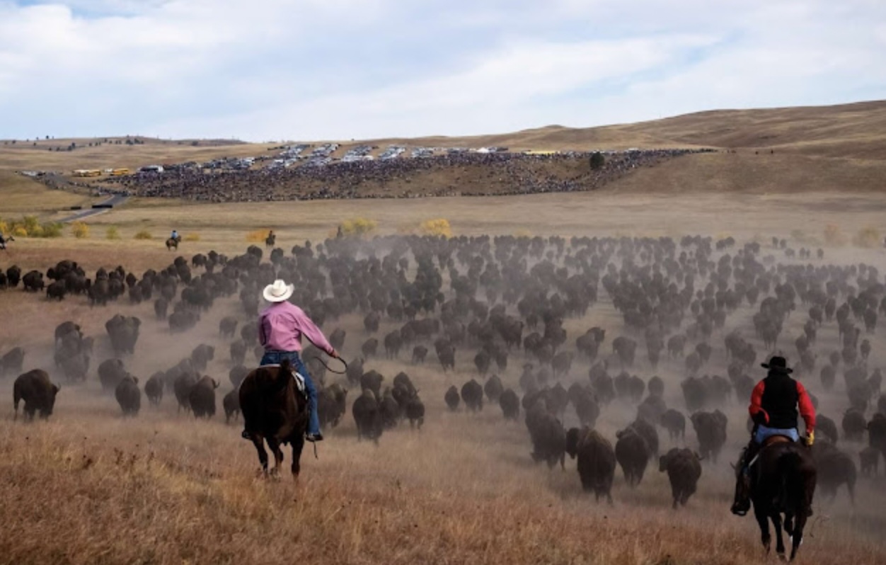 The buffalo round-up is a classic scene straight our of the Old West.
