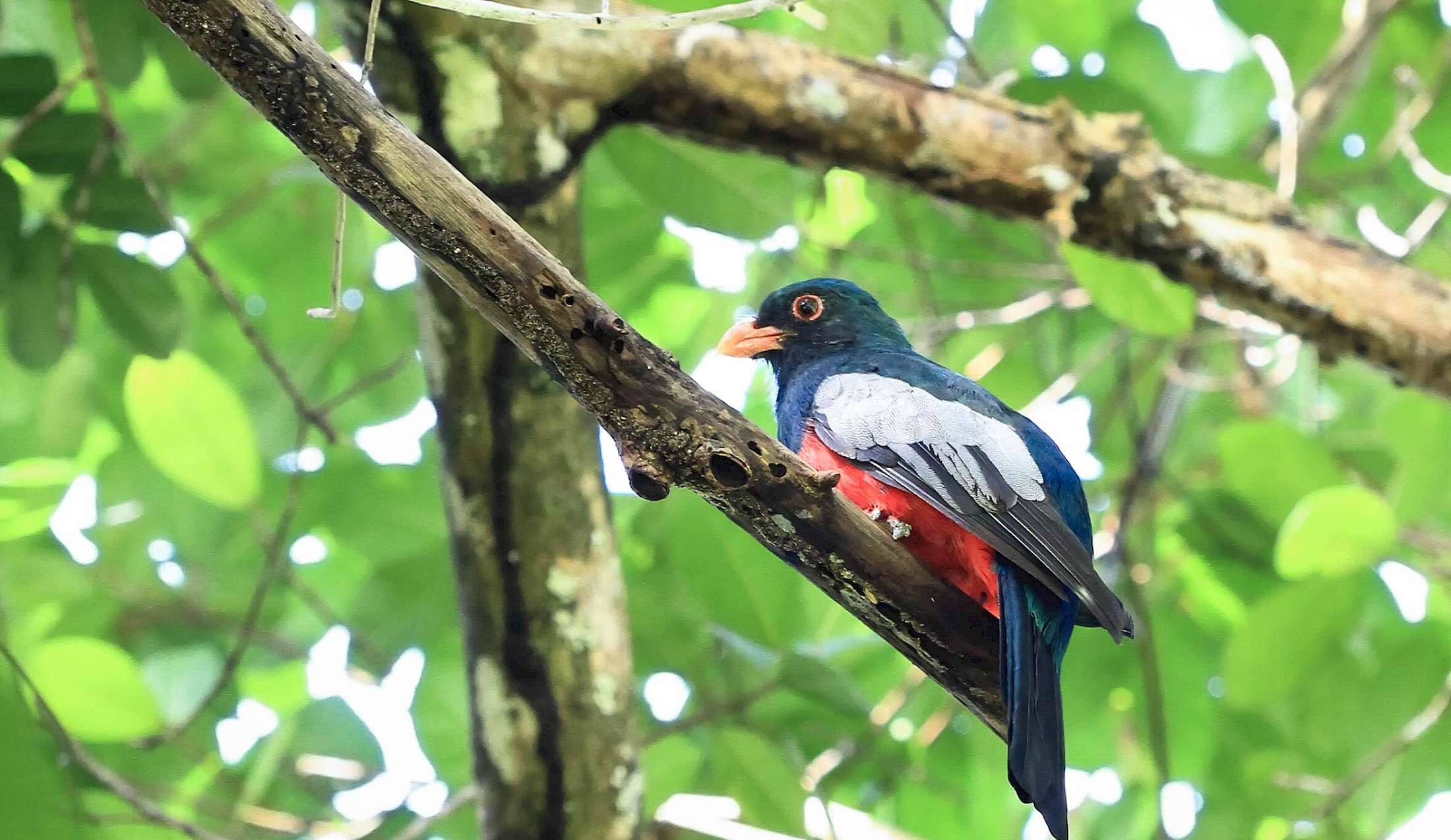 The Blue-Crowned Trogon is the true royalty of the Amazon Rainforest.
