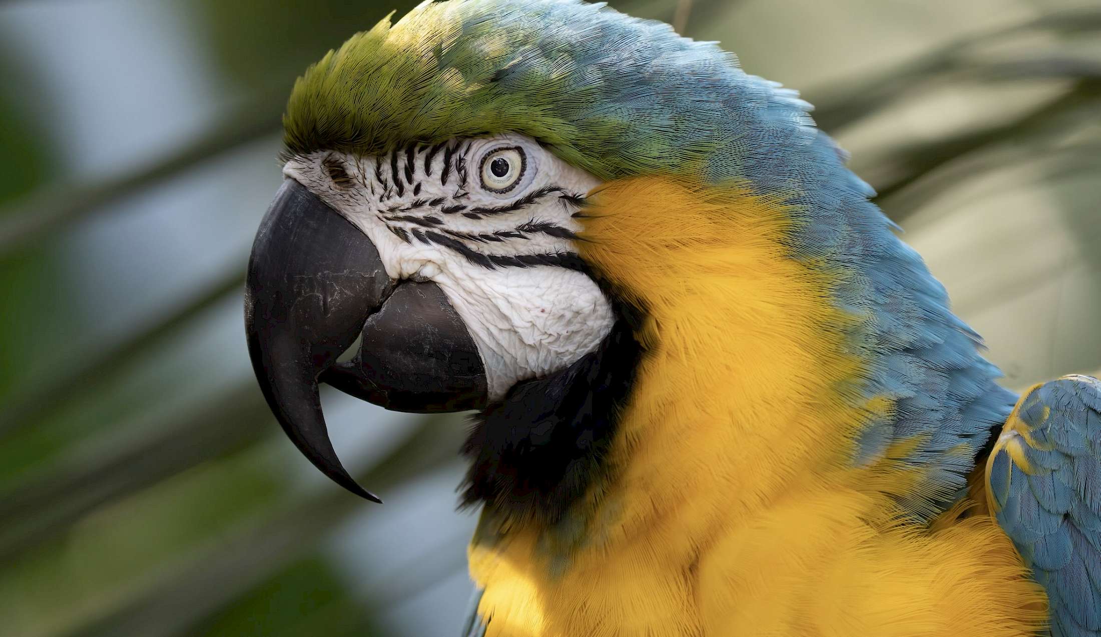 The jewels of the rainforest are the blue and yellow macaw.