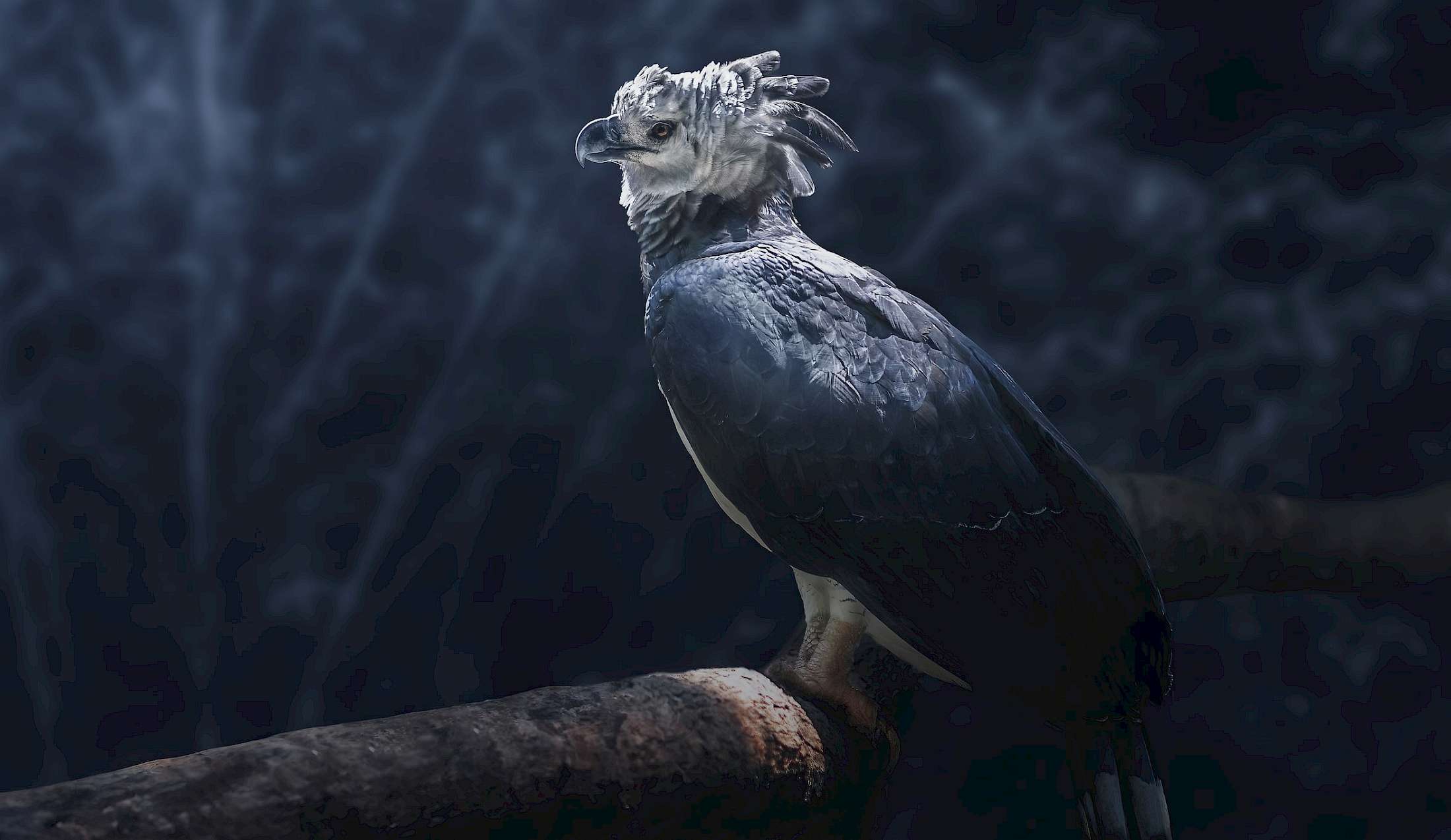 The Harpy Eagle. A True Rainforest Predator.