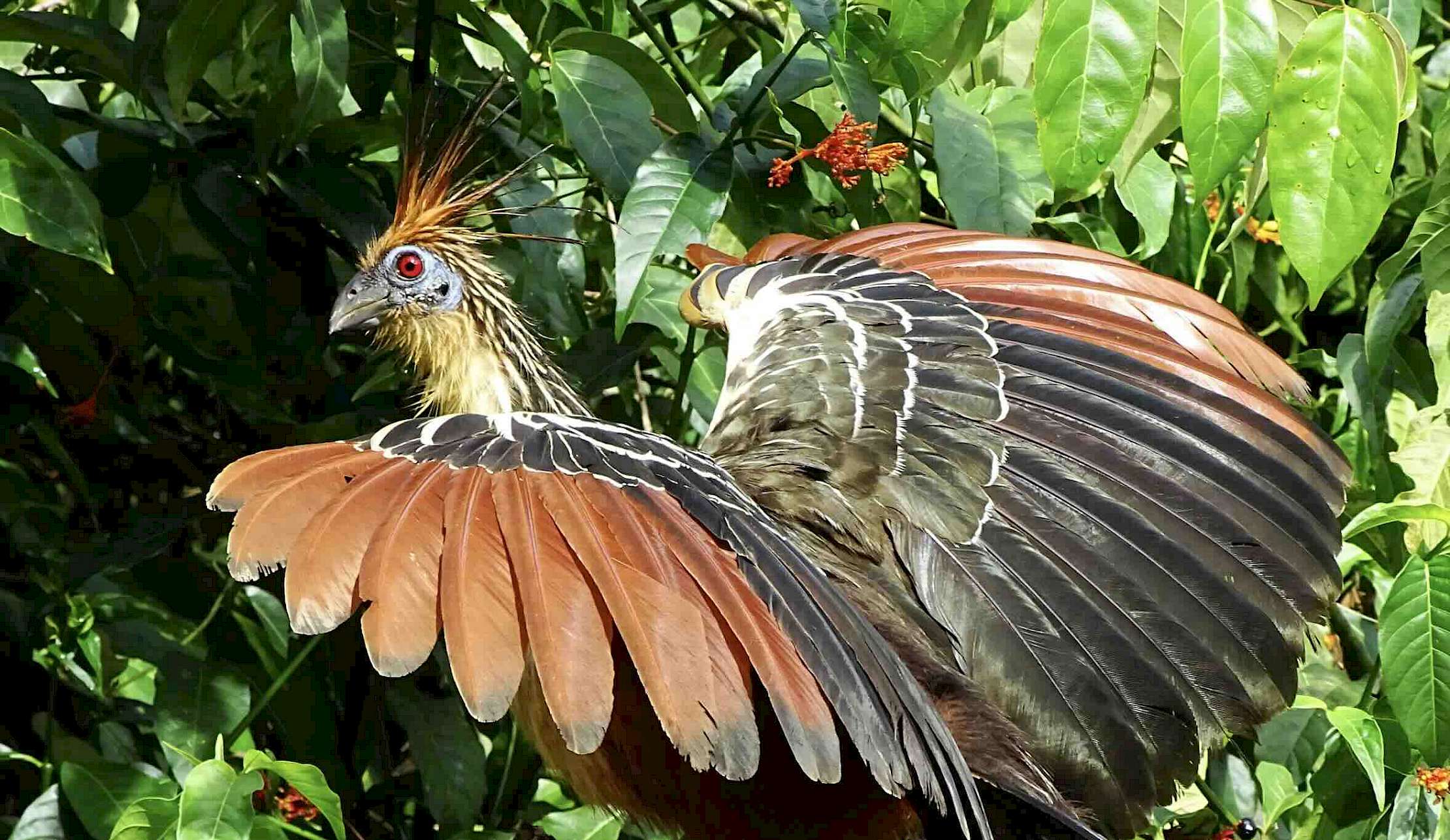 The Hoatzin is an oddly elegant bird in the Amazon Rainforest.