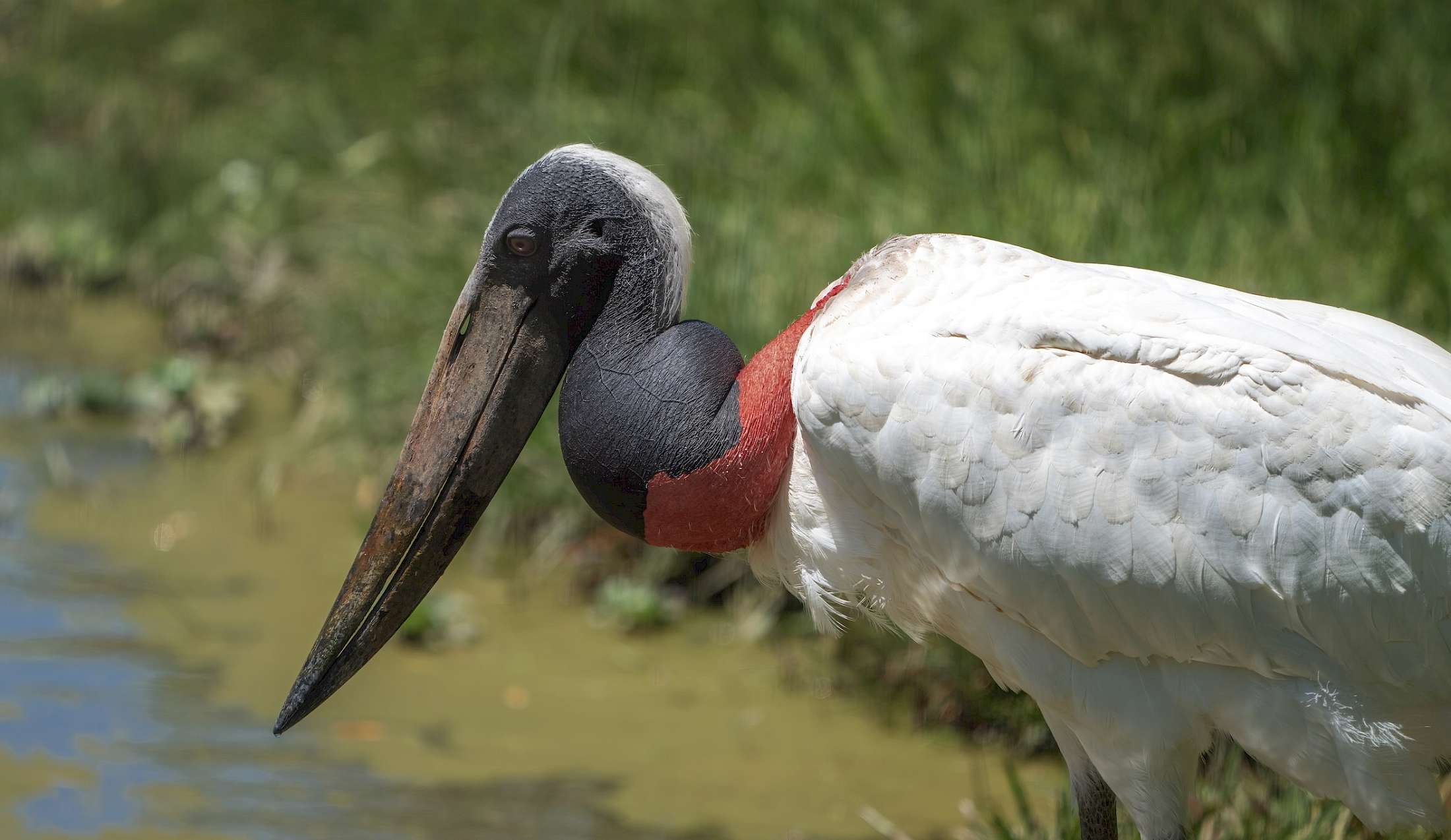 The Jabiru Stork is the tallest flying bird in the Americas.