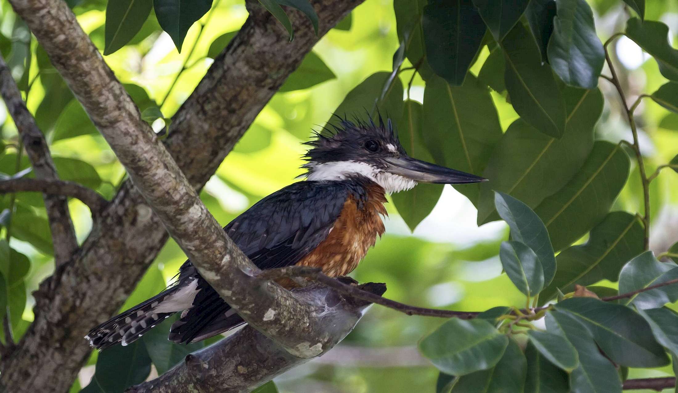 Amazonian Kingfisher is a fierce hunter and knowledgable river resident.
