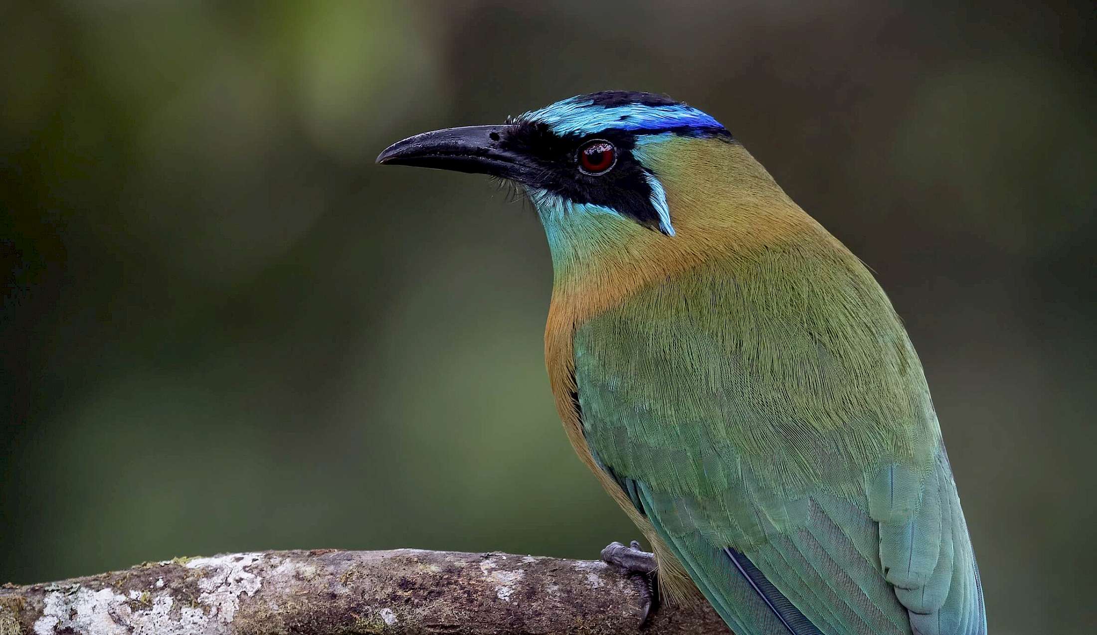 The Motmot has a unique paddle-like tail that makes it easy to identify.