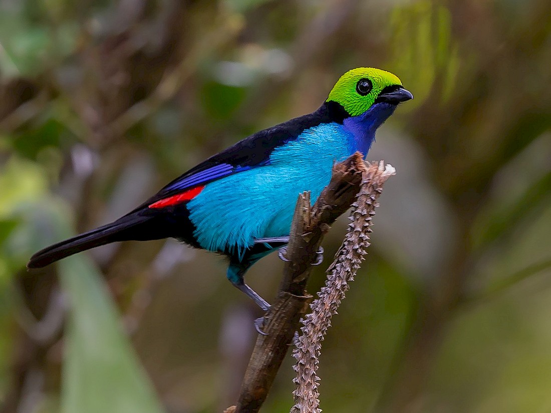 The Paradise Tanager is just like a rainbow.