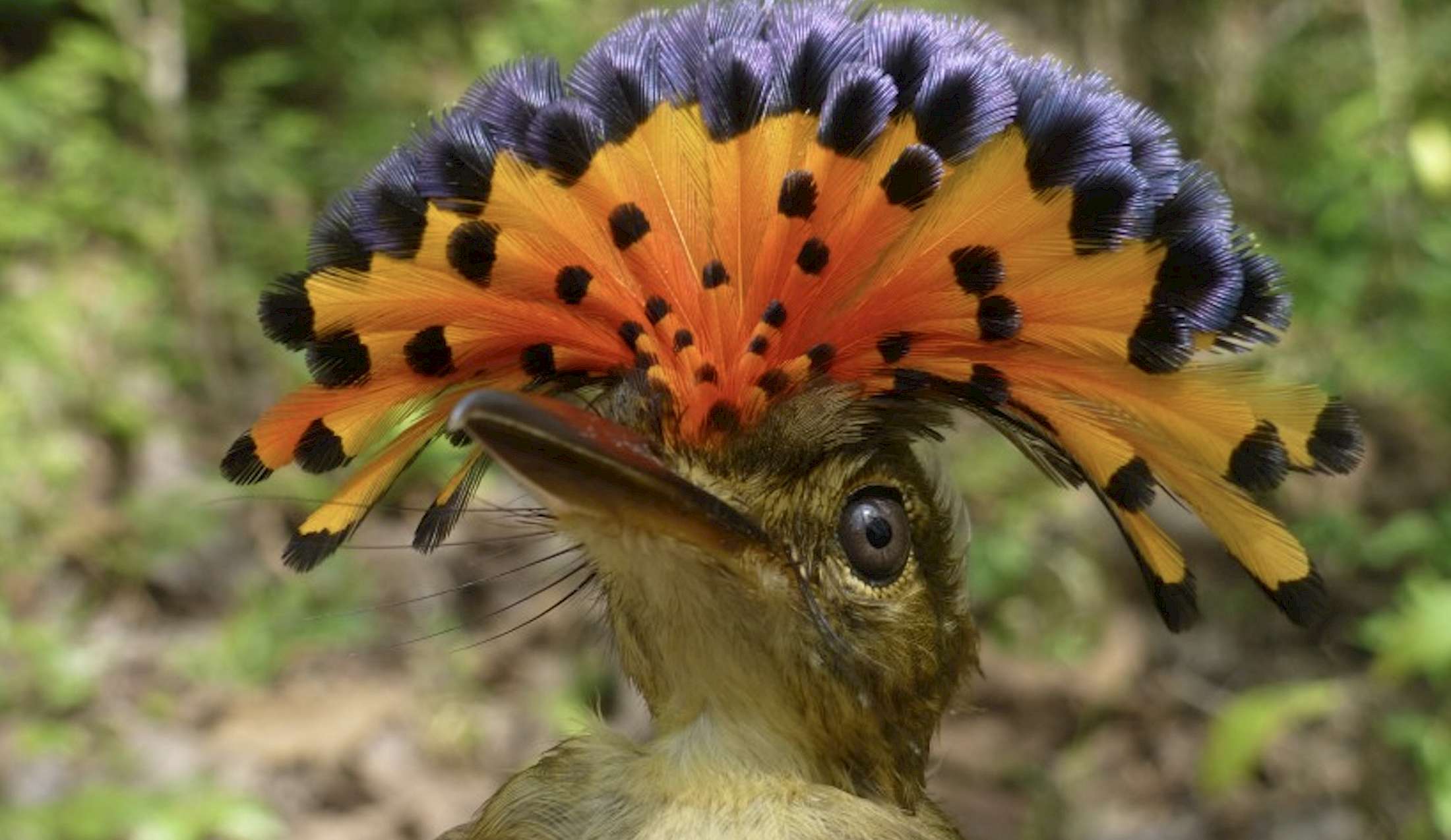 The Royal Flycatcher is a crowned beauty.