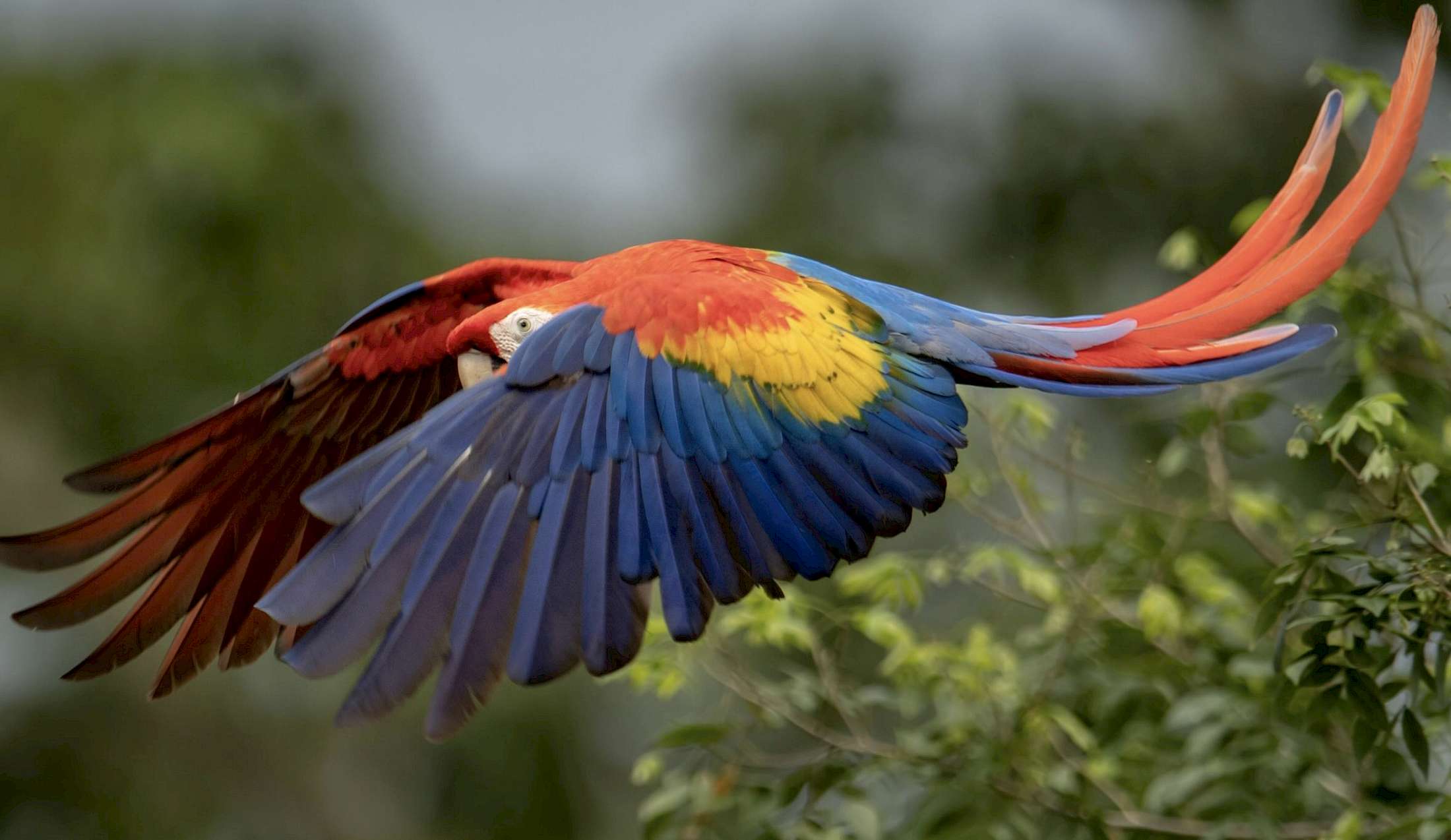 The Scarlet Macaw is one of the world's most colorful parrots.