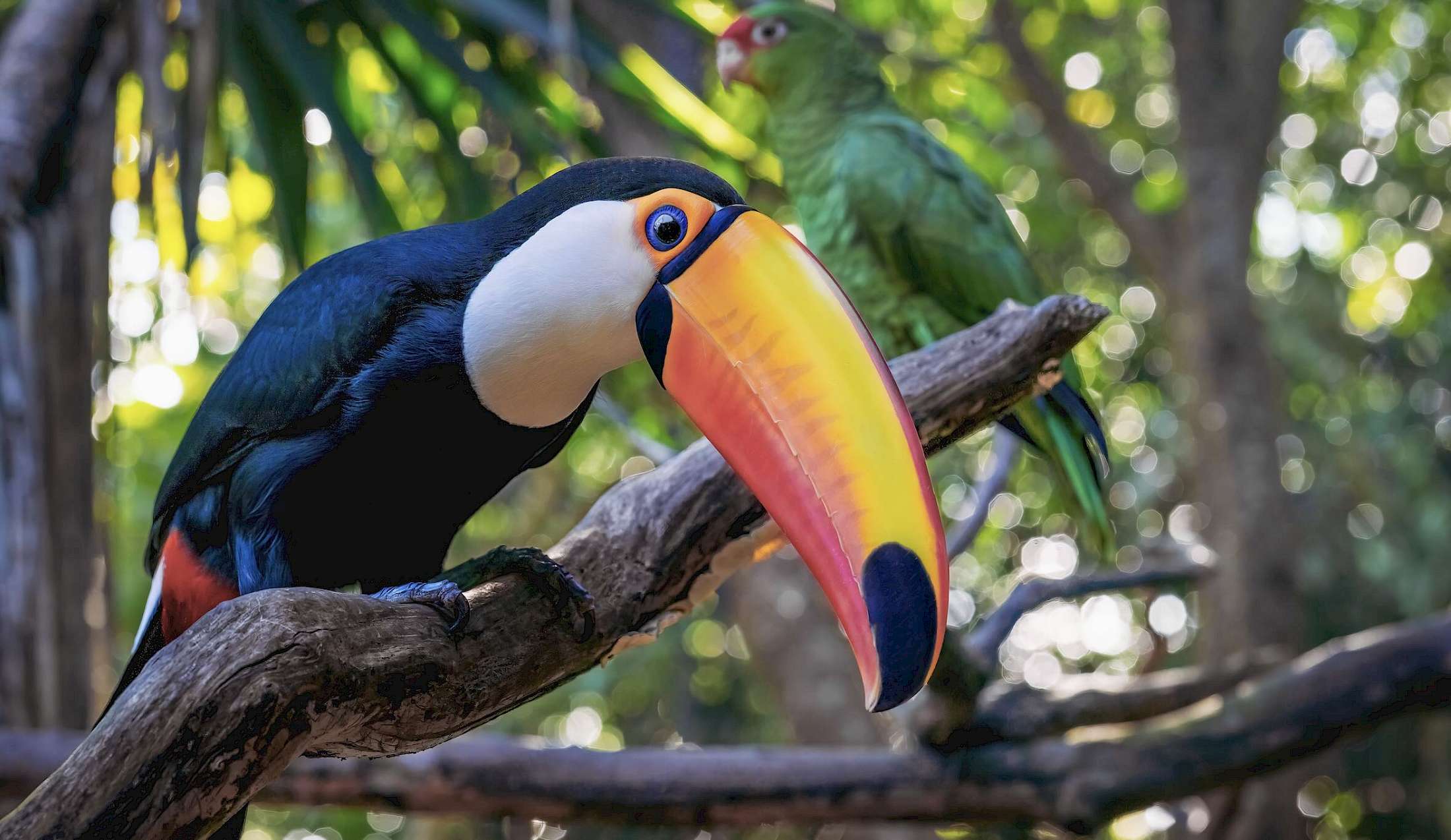 The Toucan is the icon of the Amazon Rainforest