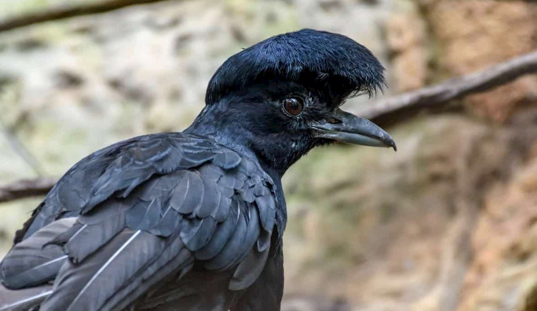 The Umbrellabird is always ready for a rainy day!