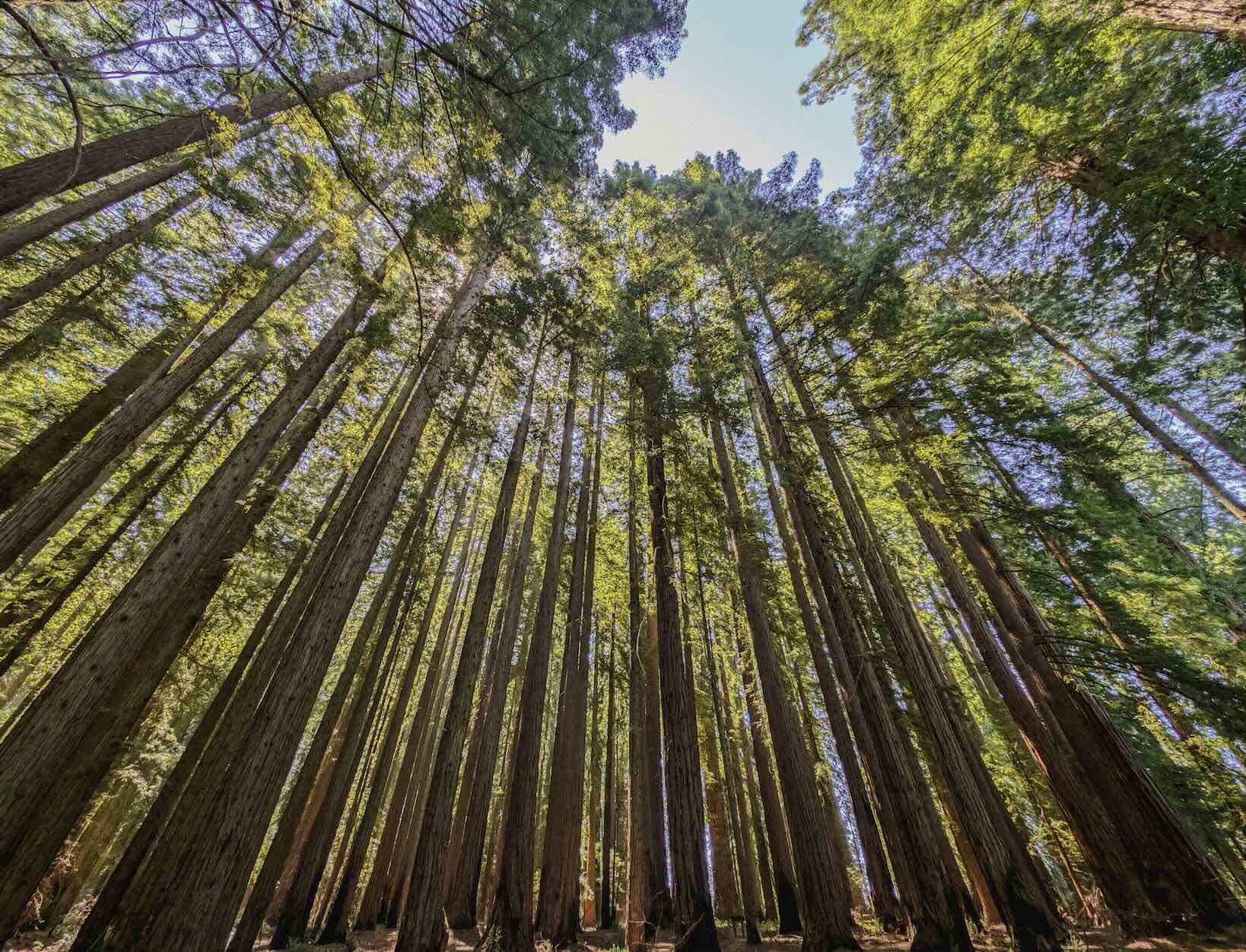 Coastal Redwoods racing toward the sky in northern California.