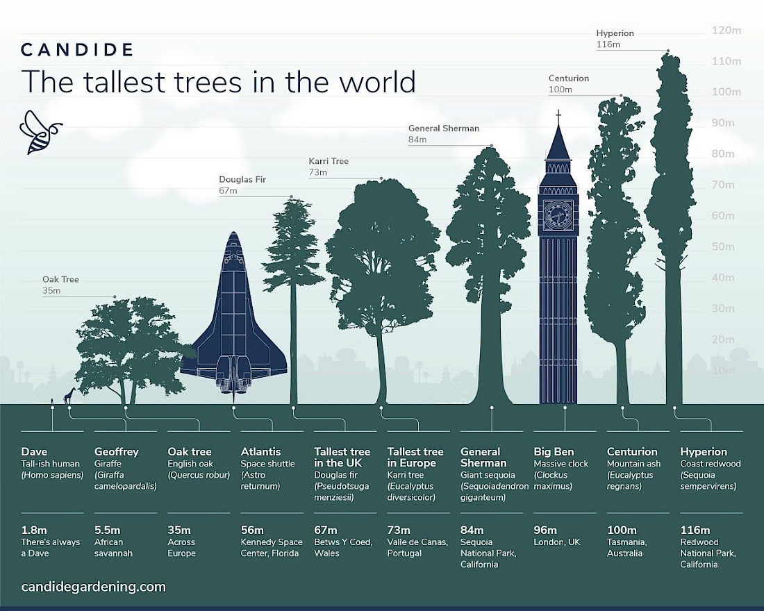 A comparison of the largest trees in the world.
