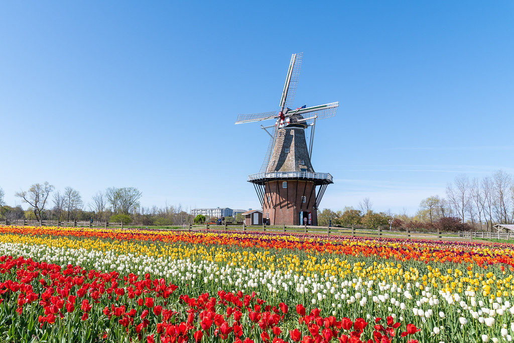 De Zwaan, the iconic Dutch windmill in Holland, Michigan, is a 250-year-old working windmill and the only authentic one of its kind in the United States.