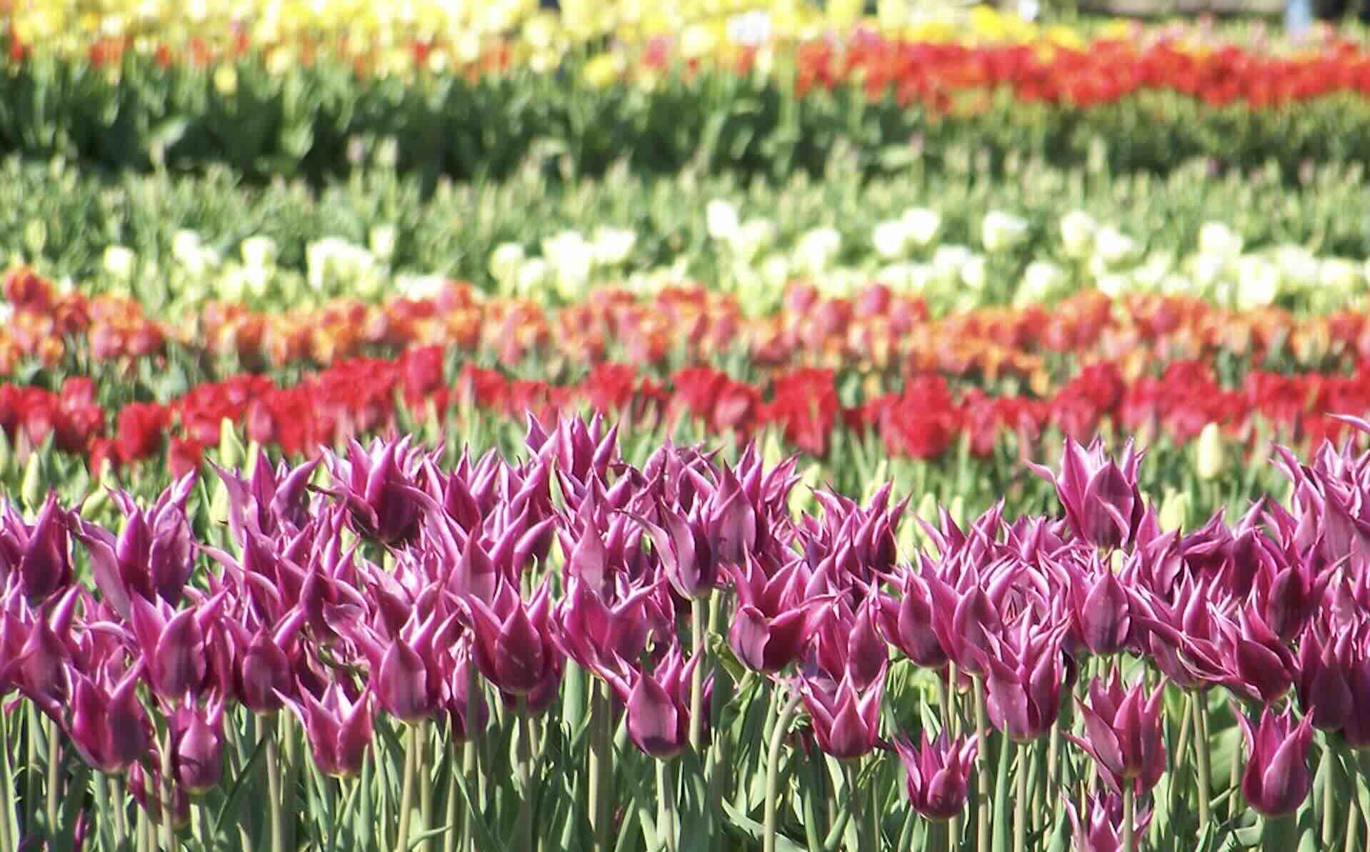 colorful tulips as far as they eye can see.