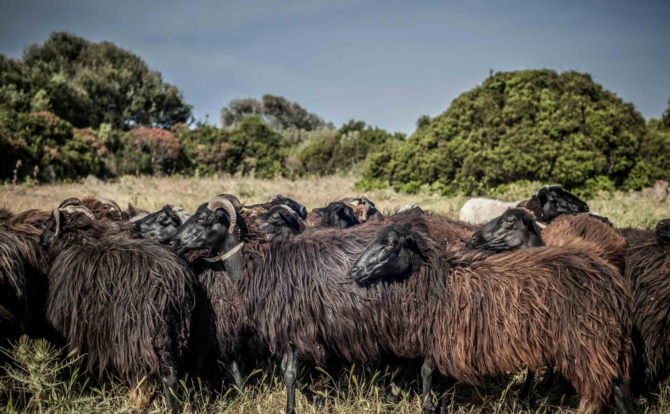 Visit a local farm and try your hand a sheepherding on a group tour of Sardinia.