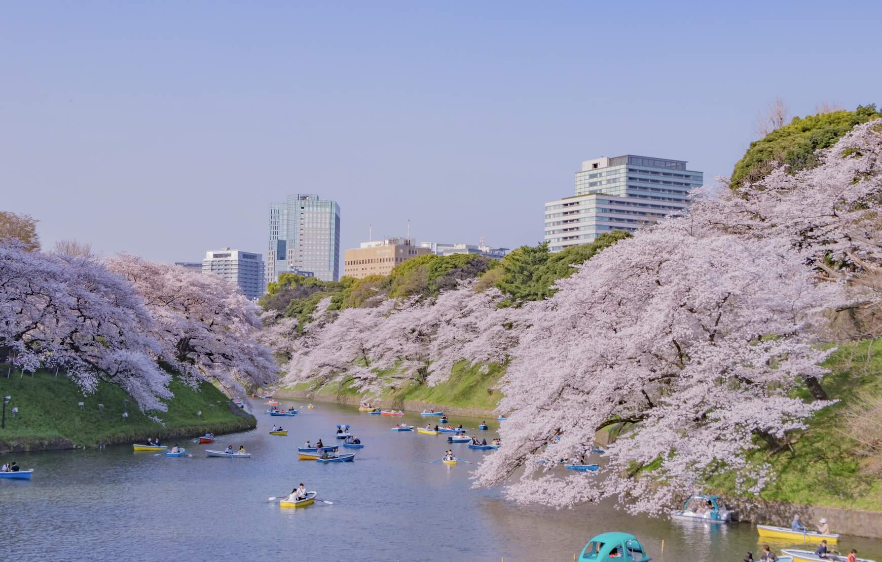 Residents of Tokyo getting out and enjoying the cherry blossoms in Chidorigafuchi district.