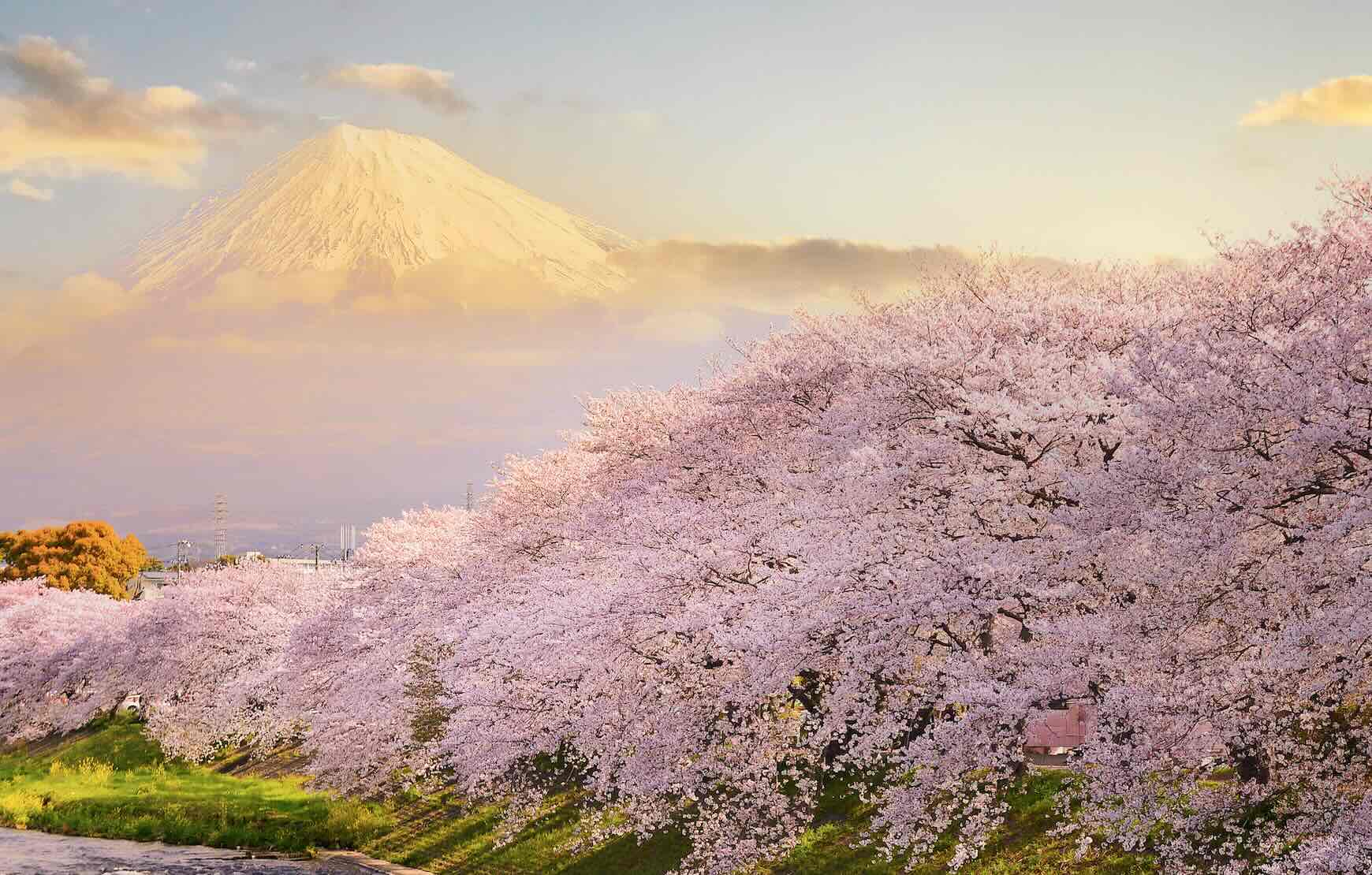 Cherry blossoms blooming near Mt. Fuji at sunrise.