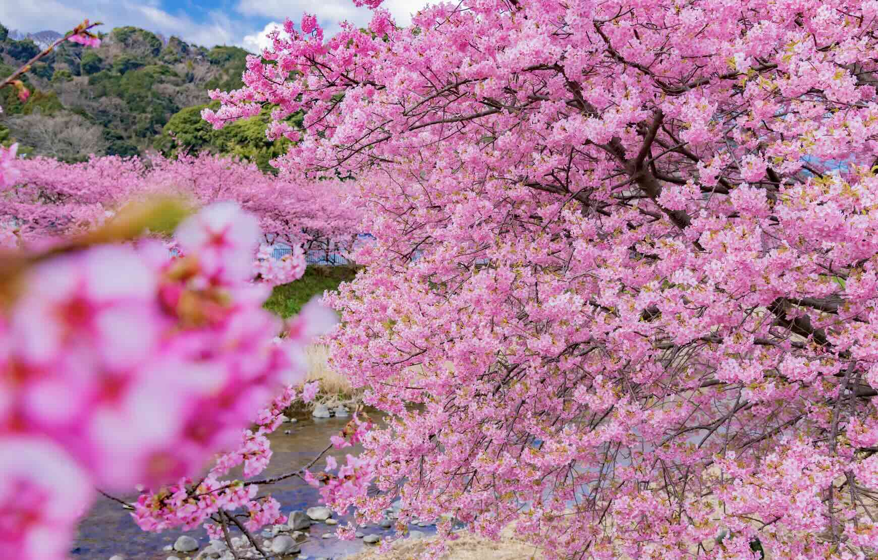 There are over 8,000 cherry blossom trees on Kwazu which draw one million visitors during cherry blossom season.