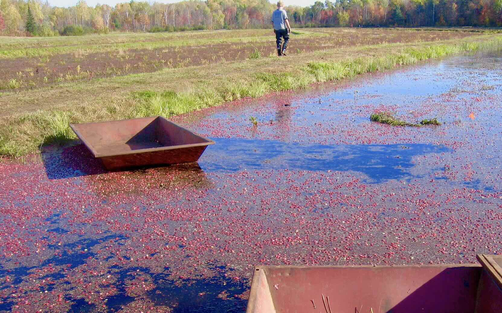 A farmer tending to his cranberries in October.