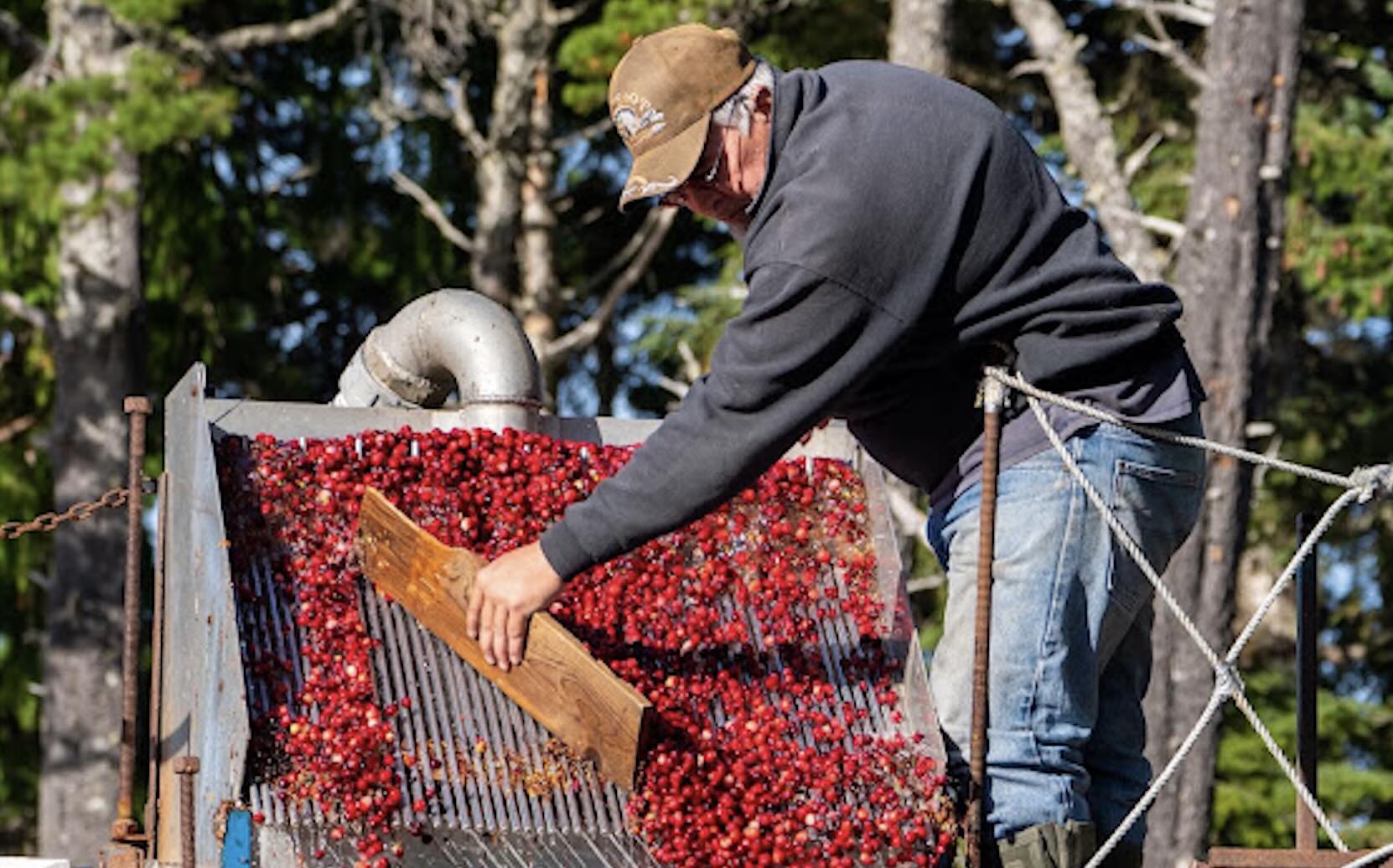Dry harvesting is where cranberries are removed directly from the vine by hand.