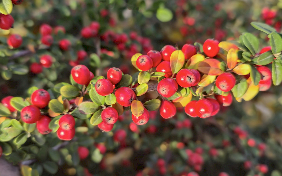 Henry Hall of Dennis, Massachusetts, is credited with the first successful commercial cultivation of cranberries in 1816.