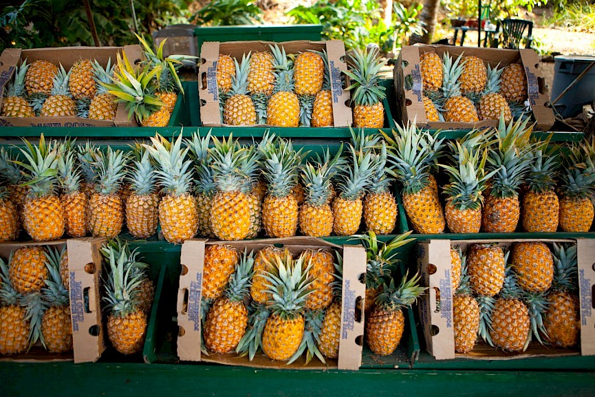 Visiting the Dole Pineapple Plantation