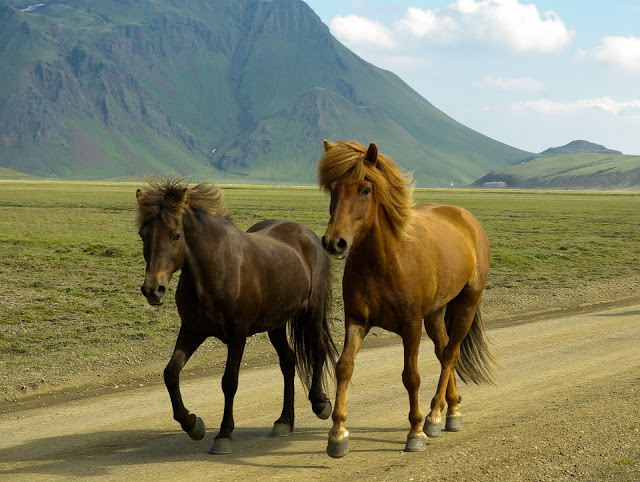 The Wild Horses of Iceland