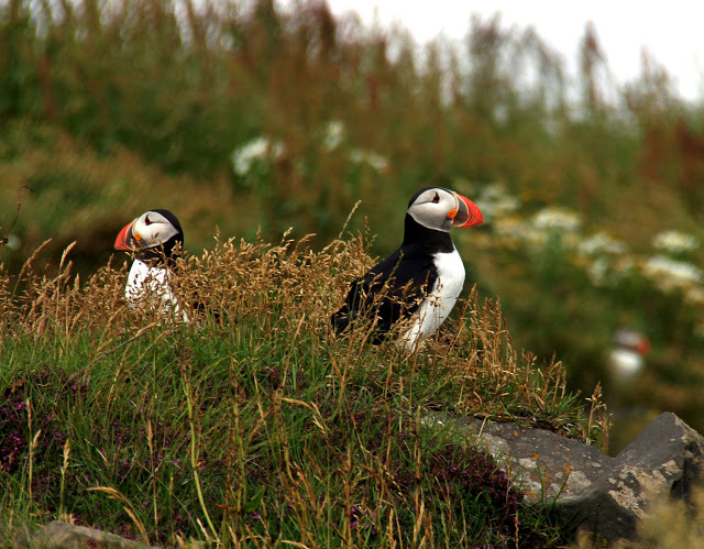 Puffins