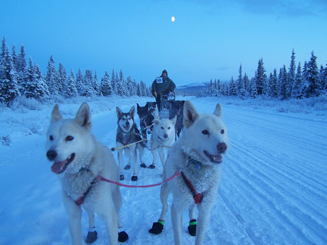 Dogsledding in Alaska