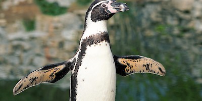 Penguins! At the Bronx Zoo