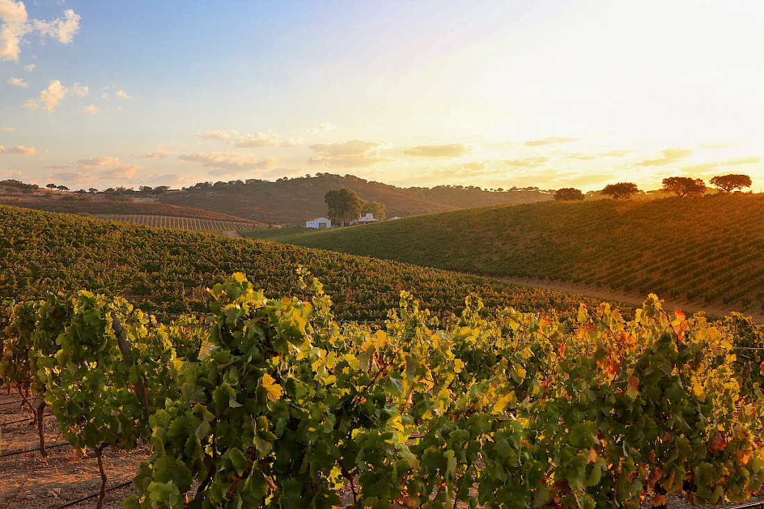 Wine tasting is a favorite pastime in Alentejo.